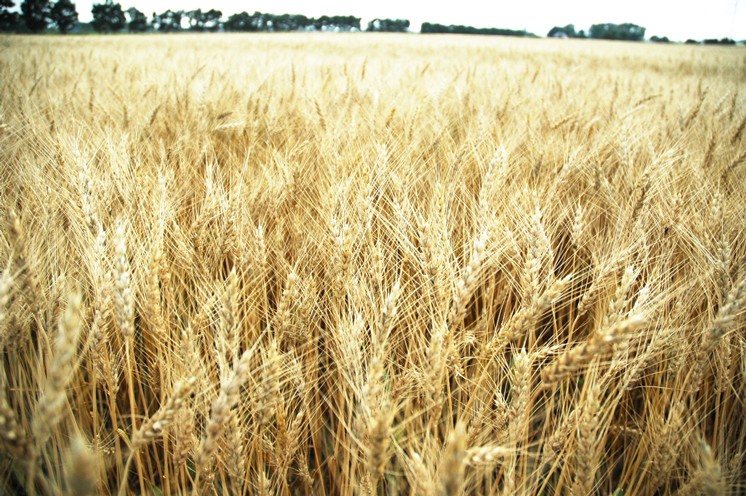 北海道産 超希少 小麦「はるゆたか」